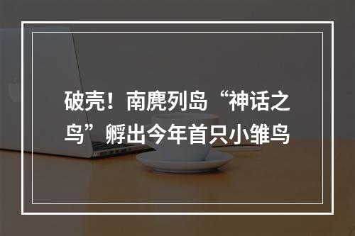 破壳！南麂列岛“神话之鸟”孵出今年首只小雏鸟