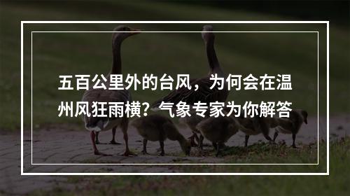 五百公里外的台风，为何会在温州风狂雨横？气象专家为你解答