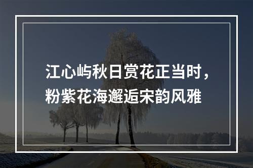 江心屿秋日赏花正当时，粉紫花海邂逅宋韵风雅