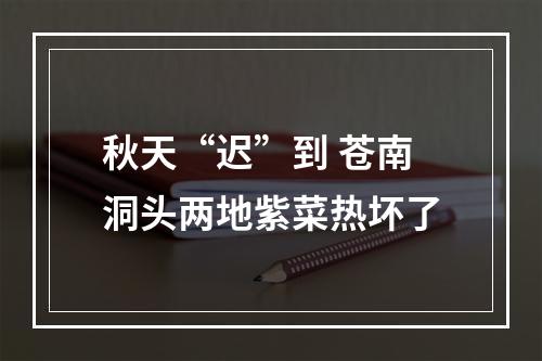 秋天“迟”到 苍南洞头两地紫菜热坏了