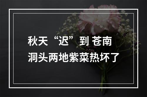秋天“迟”到 苍南洞头两地紫菜热坏了