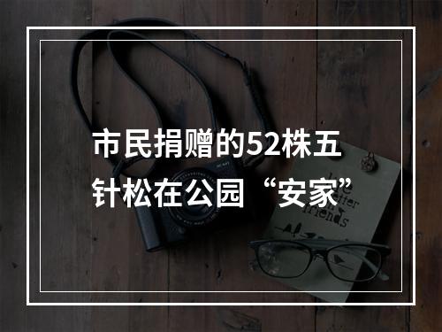 市民捐赠的52株五针松在公园“安家”