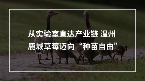 从实验室直达产业链 温州鹿城草莓迈向“种苗自由”