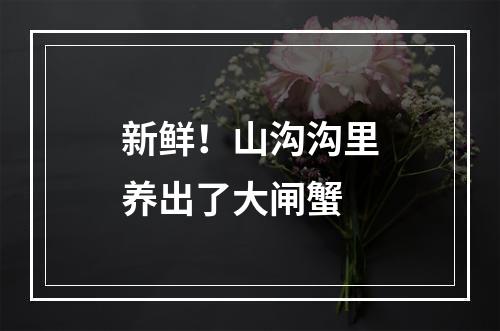 新鲜！山沟沟里养出了大闸蟹