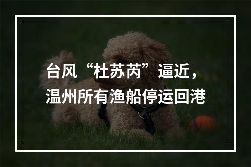 台风“杜苏芮”逼近，温州所有渔船停运回港