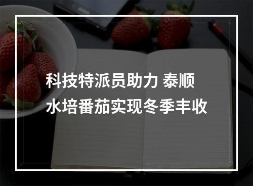 科技特派员助力 泰顺水培番茄实现冬季丰收