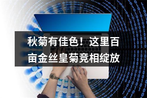 秋菊有佳色！这里百亩金丝皇菊竞相绽放