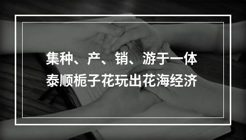 集种、产、销、游于一体 泰顺栀子花玩出花海经济