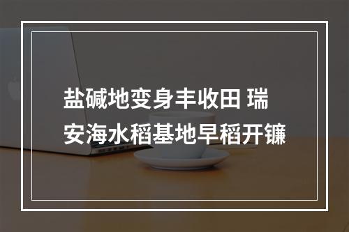 盐碱地变身丰收田 瑞安海水稻基地早稻开镰