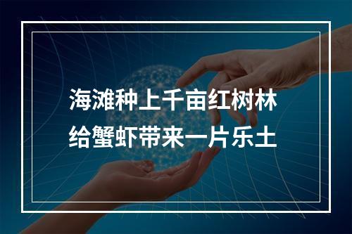 海滩种上千亩红树林 给蟹虾带来一片乐土