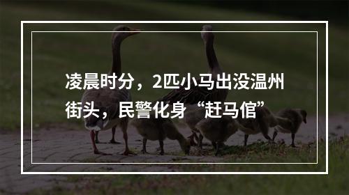 凌晨时分，2匹小马出没温州街头，民警化身“赶马倌”