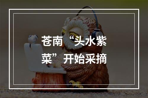 苍南“头水紫菜”开始采摘