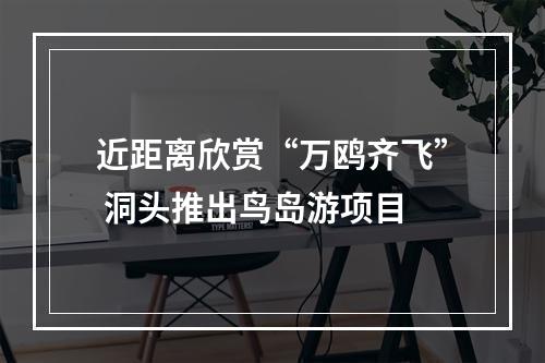 近距离欣赏“万鸥齐飞” 洞头推出鸟岛游项目