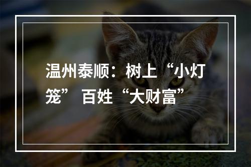 温州泰顺：树上“小灯笼” 百姓“大财富”