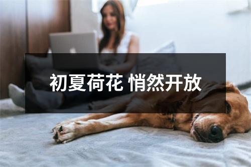 初夏荷花 悄然开放