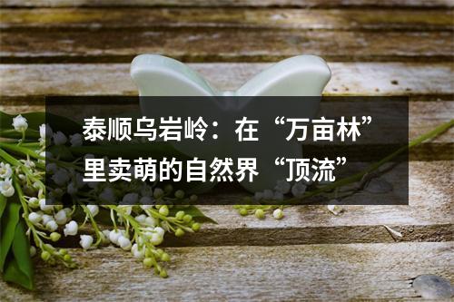 泰顺乌岩岭：在“万亩林”里卖萌的自然界“顶流”