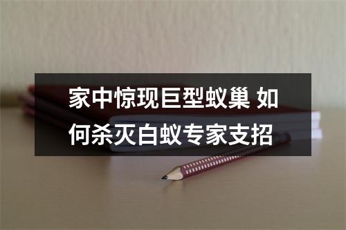 家中惊现巨型蚁巢 如何杀灭白蚁专家支招