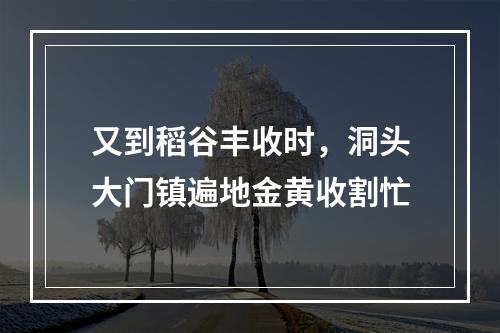 又到稻谷丰收时，洞头大门镇遍地金黄收割忙