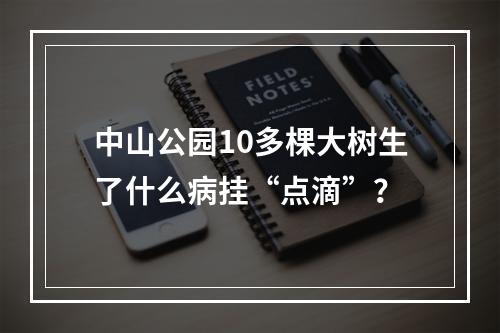 中山公园10多棵大树生了什么病挂“点滴”？