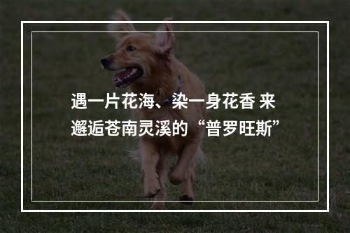 遇一片花海、染一身花香 来邂逅苍南灵溪的“普罗旺斯”