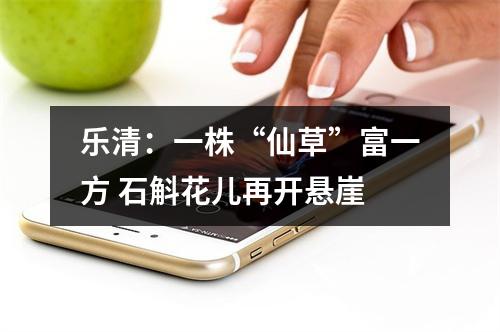 乐清：一株“仙草”富一方 石斛花儿再开悬崖