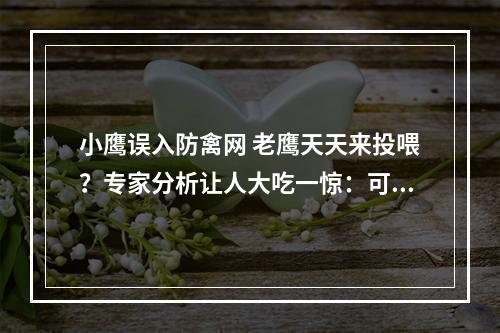 小鹰误入防禽网 老鹰天天来投喂？专家分析让人大吃一惊：可能是大的袭击小的