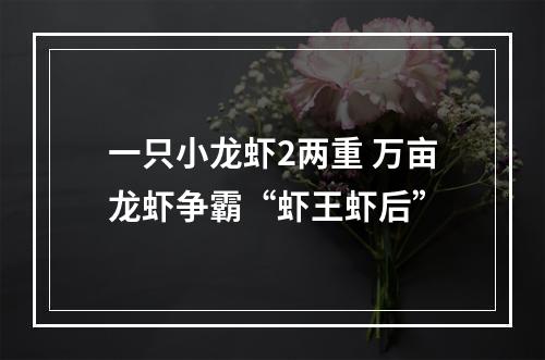 一只小龙虾2两重 万亩龙虾争霸“虾王虾后”