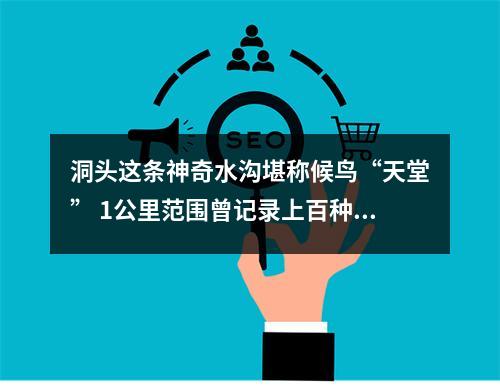 洞头这条神奇水沟堪称候鸟“天堂” 1公里范围曾记录上百种鸟类在此栖息