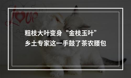 粗枝大叶变身“金枝玉叶” 乡土专家这一手鼓了茶农腰包