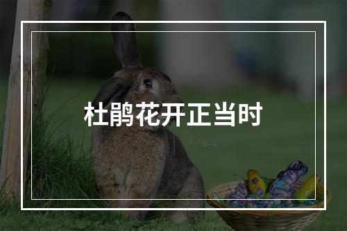 杜鹃花开正当时