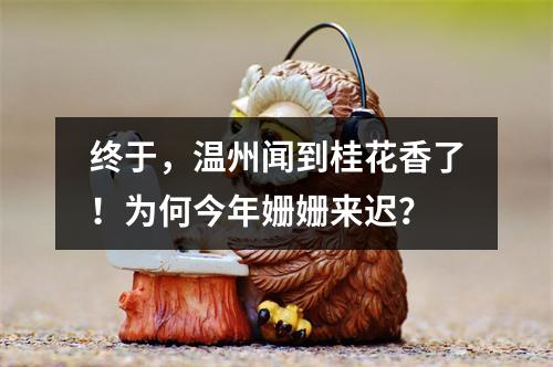 终于，温州闻到桂花香了！为何今年姗姗来迟？