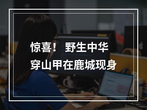 惊喜！ 野生中华穿山甲在鹿城现身
