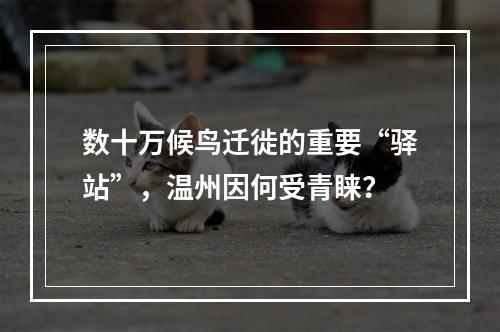 数十万候鸟迁徙的重要“驿站”，温州因何受青睐？