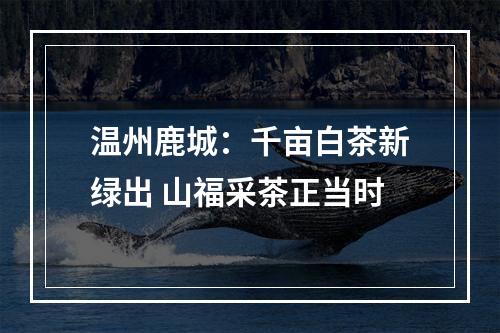 温州鹿城：千亩白茶新绿出 山福采茶正当时