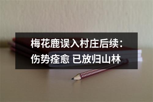 梅花鹿误入村庄后续：伤势痊愈 已放归山林