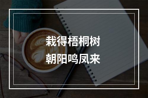 栽得梧桐树 朝阳鸣凤来