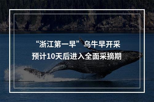 “浙江第一早”乌牛早开采 预计10天后进入全面采摘期