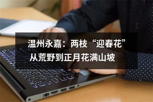 温州永嘉：两枝“迎春花” 从荒野到正月花满山坡