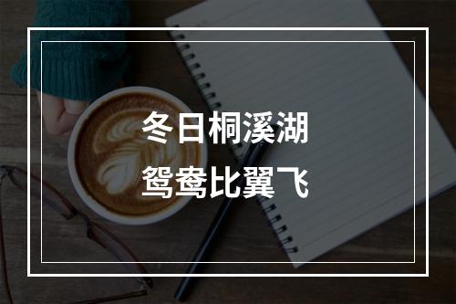 冬日桐溪湖 鸳鸯比翼飞