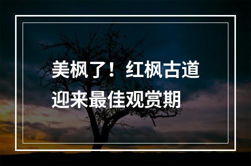 美枫了！红枫古道迎来最佳观赏期
