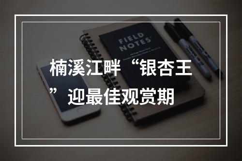 楠溪江畔“银杏王”迎最佳观赏期