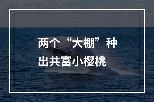 两个“大棚”种出共富小樱桃