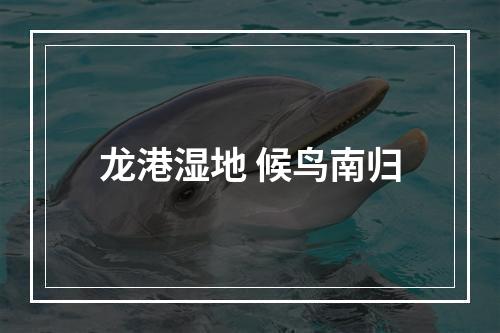 龙港湿地 候鸟南归