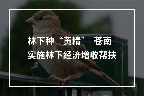 林下种“黄精”  苍南实施林下经济增收帮扶