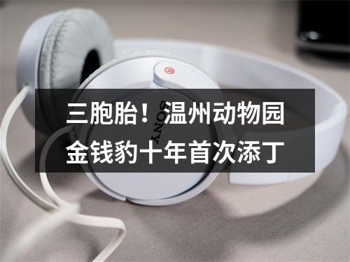 三胞胎！温州动物园金钱豹十年首次添丁