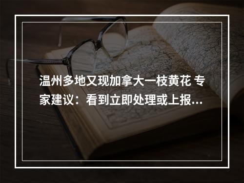 温州多地又现加拿大一枝黄花 专家建议：看到立即处理或上报属地