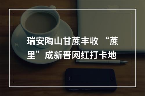 瑞安陶山甘蔗丰收 “蔗里”成新晋网红打卡地