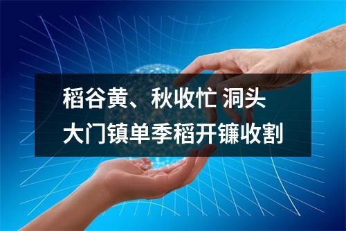 稻谷黄、秋收忙 洞头大门镇单季稻开镰收割