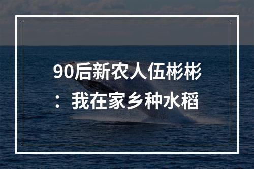 90后新农人伍彬彬：我在家乡种水稻