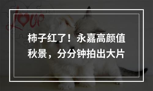 柿子红了！永嘉高颜值秋景，分分钟拍出大片